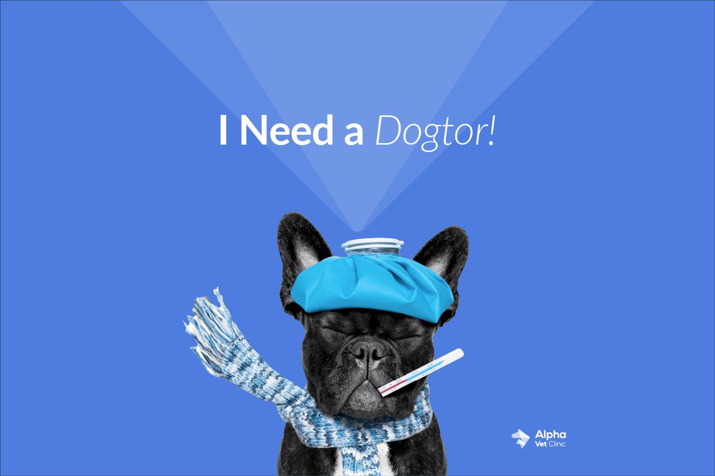 I need a dogtor graphic